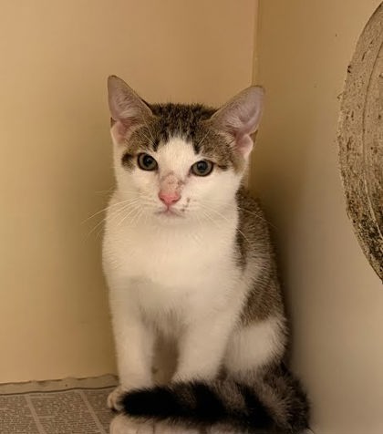 Shelter Stray Unknown Cat last seen Near Winters Park Dr Doraville, GA 30360, 30360, GA, 3280 Chamblee Dunwoody Rd, Chamblee, GA 30341, USA