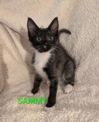 Shelter Stray Male Cat last seen Near 48th St, City of Sacramento, CA, 6201 Florin Perkins Rd, Sacramento, CA 95828, USA