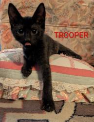 Shelter Stray Male Cat last seen Near 48th St, City of Sacramento, CA, 6201 Florin Perkins Rd, Sacramento, CA 95828, USA