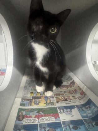 Shelter Stray Female Cat last seen Near MILLS TOWER DR, Rancho Cordova, CA, 6201 Florin Perkins Rd, Sacramento, CA 95828, USA