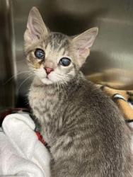 Shelter Stray Female Cat last seen In front of home 38016, Cordova, TN, 935 Farm Rd, Memphis, TN 38134, USA
