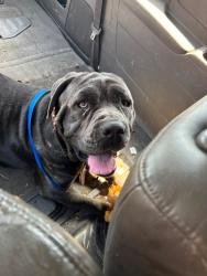 Found/Stray Female Dog last seen Bryn Mawr Drive, Los Angeles, CA 90068
