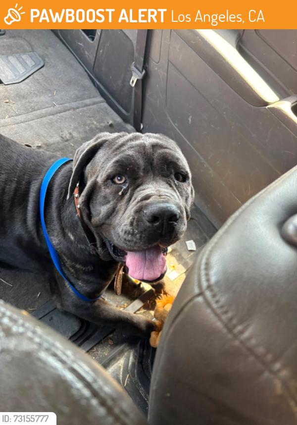 Found/Stray Female Dog last seen Bryn Mawr Drive, Los Angeles, CA 90068