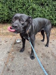 Found/Stray Male Dog last seen NE Sandy and NE Airport Way, Portland, OR 97230