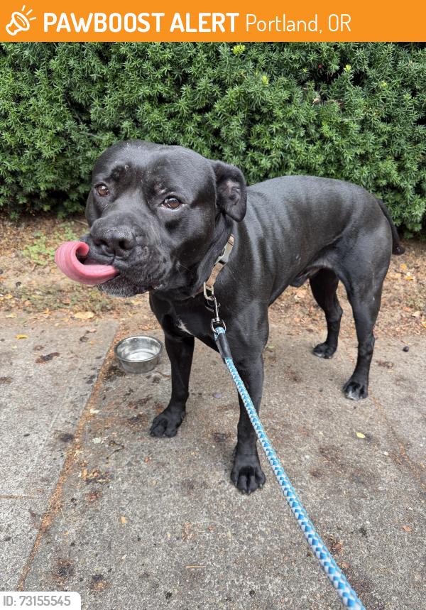 Found/Stray Male Dog last seen NE Sandy and NE Airport Way, Portland, OR 97230