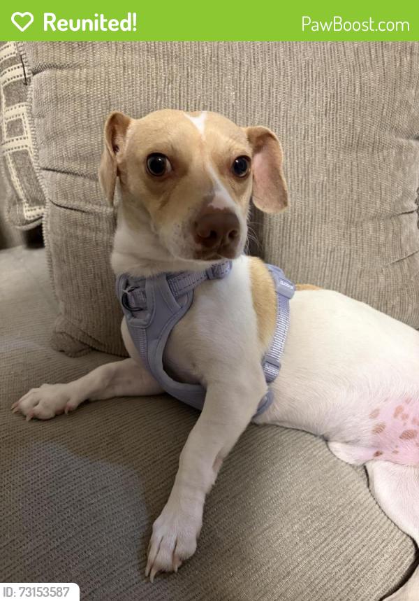 Reunited Male Dog last seen Near the Alamodome, San Antonio, TX 78203