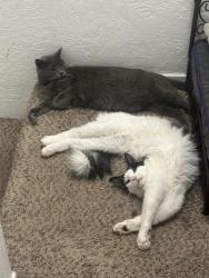 Reunited Male Cat last seen By Dentoni park, Stockton, CA 95209