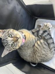 Found/Stray Unknown Cat last seen Grove Way, Castro Valley, CA 94546