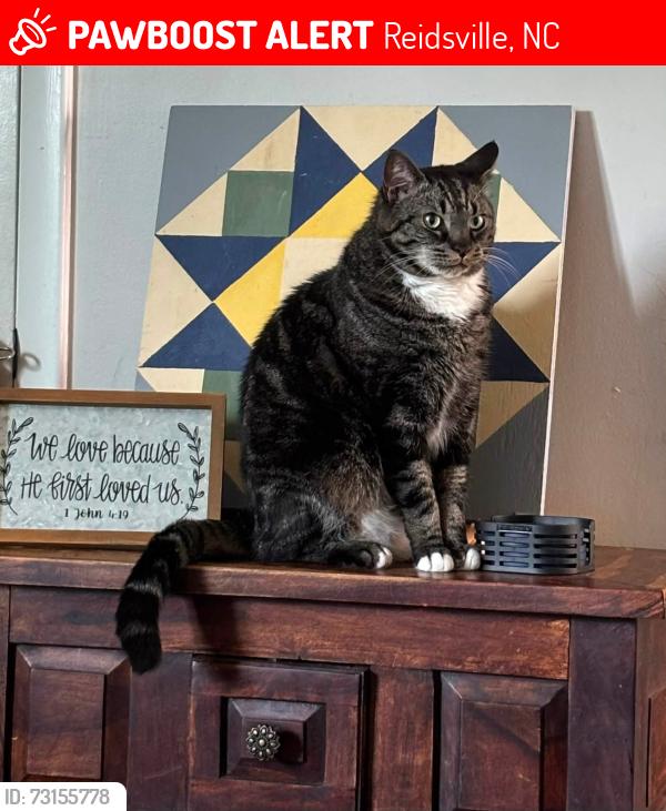 Lost Male Cat last seen Tinderbox rd, Reidsville, NC 27320