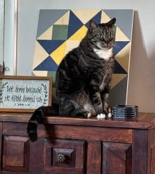 Lost Male Cat last seen Tinderbox rd, Reidsville, NC 27320