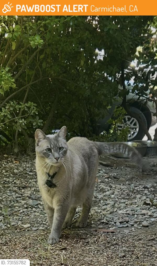 Found/Stray Unknown Cat last seen Marconi Ave and Palm Dr Carmichael, Carmichael, CA 95608
