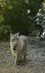 Found/Stray Unknown Cat last seen Marconi Ave and Palm Dr Carmichael, Carmichael, CA 95608