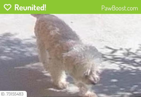 Reunited Male Dog last seen Promise / Starina, Lake Elsinore, CA 92532