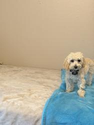 Reunited Male Dog last seen Clubview Dr. & Rose Rd, Tyler, TX 75701