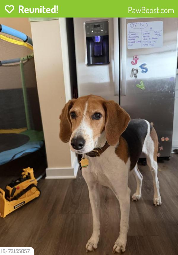 Reunited Male Dog last seen W old mountain rd, Louisa County, VA 23093
