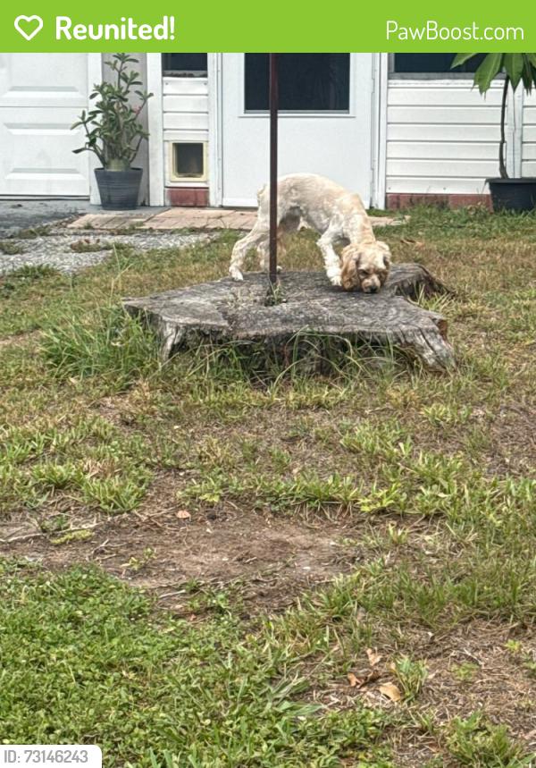 Reunited Female Dog last seen 31st St & 48th Ave N, Lealman, FL 33714