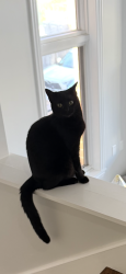 Reunited Female Cat last seen Marshfield and Augusta, Chicago, IL 60622
