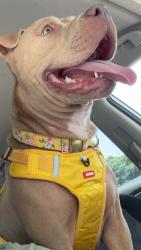 Reunited Female Dog last seen Near Bessemer City Rd, Gastonia, NC 28052, USA, Gastonia, NC 28052