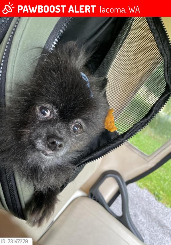 Lost Female Dog last seen 47th and mullen, Tacoma, WA 98407