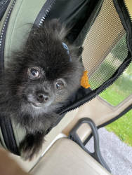 Lost Female Dog last seen 47th and mullen, Tacoma, WA 98407
