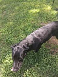 Found/Stray Female Dog last seen Close to Buck Thomas. She was wandering the street., Moore, OK 73160