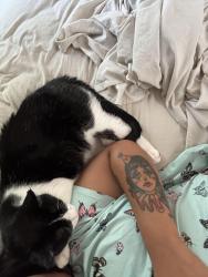 Reunited Male Cat last seen Tower Park, 73rd and Troost, Kansas City, MO 64114