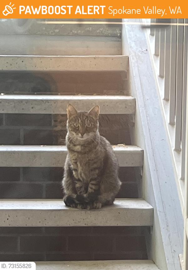 Found/Stray Unknown Cat last seen Pines and Broadway, Spokane Valley, WA 99206