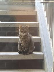 Found/Stray Unknown Cat last seen Pines and Broadway, Spokane Valley, WA 99206