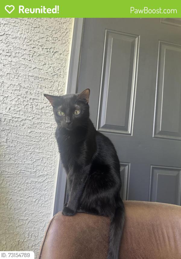 Reunited Female Cat last seen A W Grimes Blvd & US-79, HEB, Round Rock, TX 78664