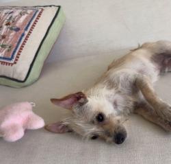 Found/Stray Male Dog last seen Beverly glen wilshire, Los Angeles, CA 90024