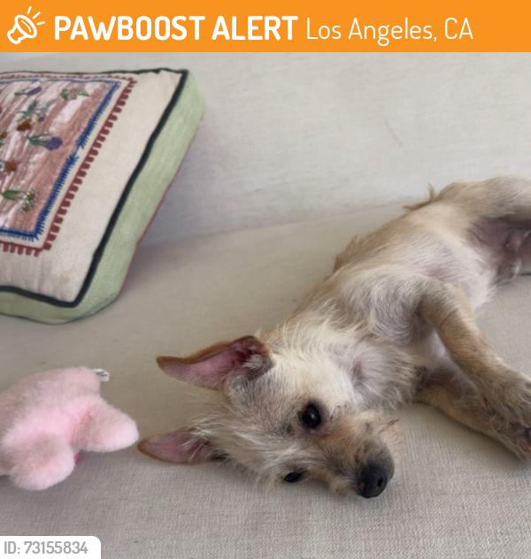 Found/Stray Male Dog last seen Beverly glen wilshire, Los Angeles, CA 90024