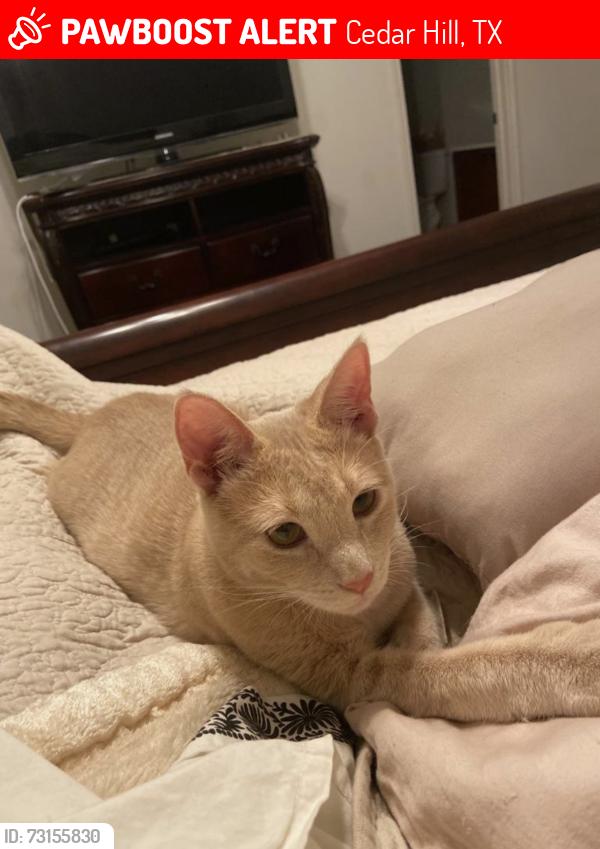 Lost Female Cat last seen Pinehurst Ln and Bentgrass Cir, Cedar Hill, TX 75104