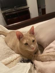Lost Female Cat last seen Pinehurst Ln and Bentgrass Cir, Cedar Hill, TX 75104