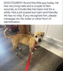 Found/Stray Male Dog last seen Near Lakebriar st, San Antonio, TX 78222