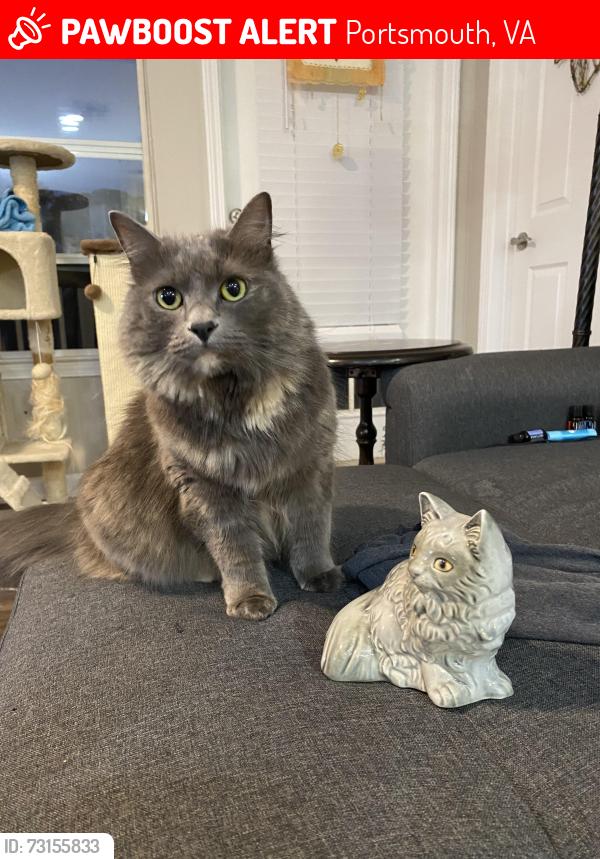 Lost Female Cat last seen Alden Avenue Portsmouth Va, Portsmouth, VA 23702