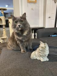 Lost Female Cat last seen Alden Avenue Portsmouth Va, Portsmouth, VA 23702