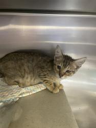 Shelter Stray Female Cat last seen 122nd / Division, PORTLAND, OR, 97233, 1700 W Historic Columbia River Hwy, Troutdale, OR 97060, USA