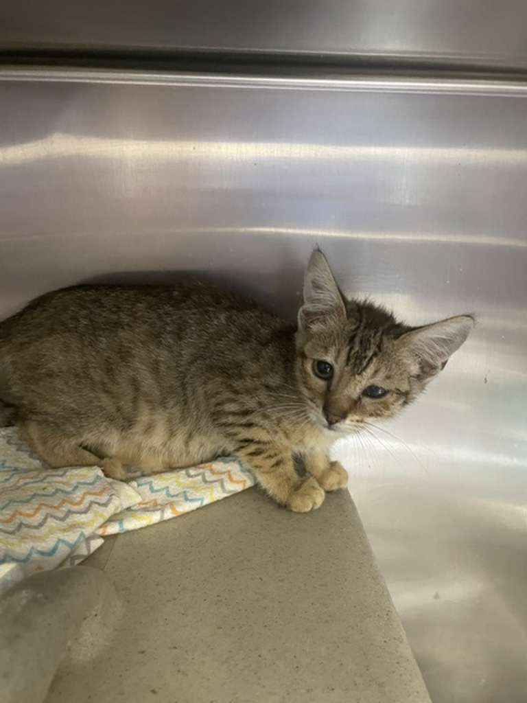 Shelter Stray Female Cat last seen 122nd / Division, PORTLAND, OR, 97233, 1700 W Historic Columbia River Hwy, Troutdale, OR 97060, USA