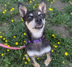 Shelter Stray Male Dog last seen Cornell Street, OR, 1700 W Historic Columbia River Hwy, Troutdale, OR 97060, USA