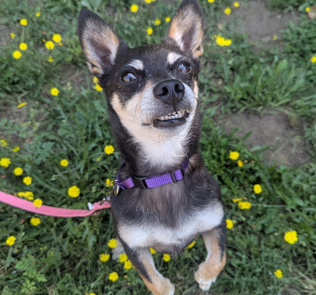 Shelter Stray Male Dog last seen Cornell Street, OR, 1700 W Historic Columbia River Hwy, Troutdale, OR 97060, USA