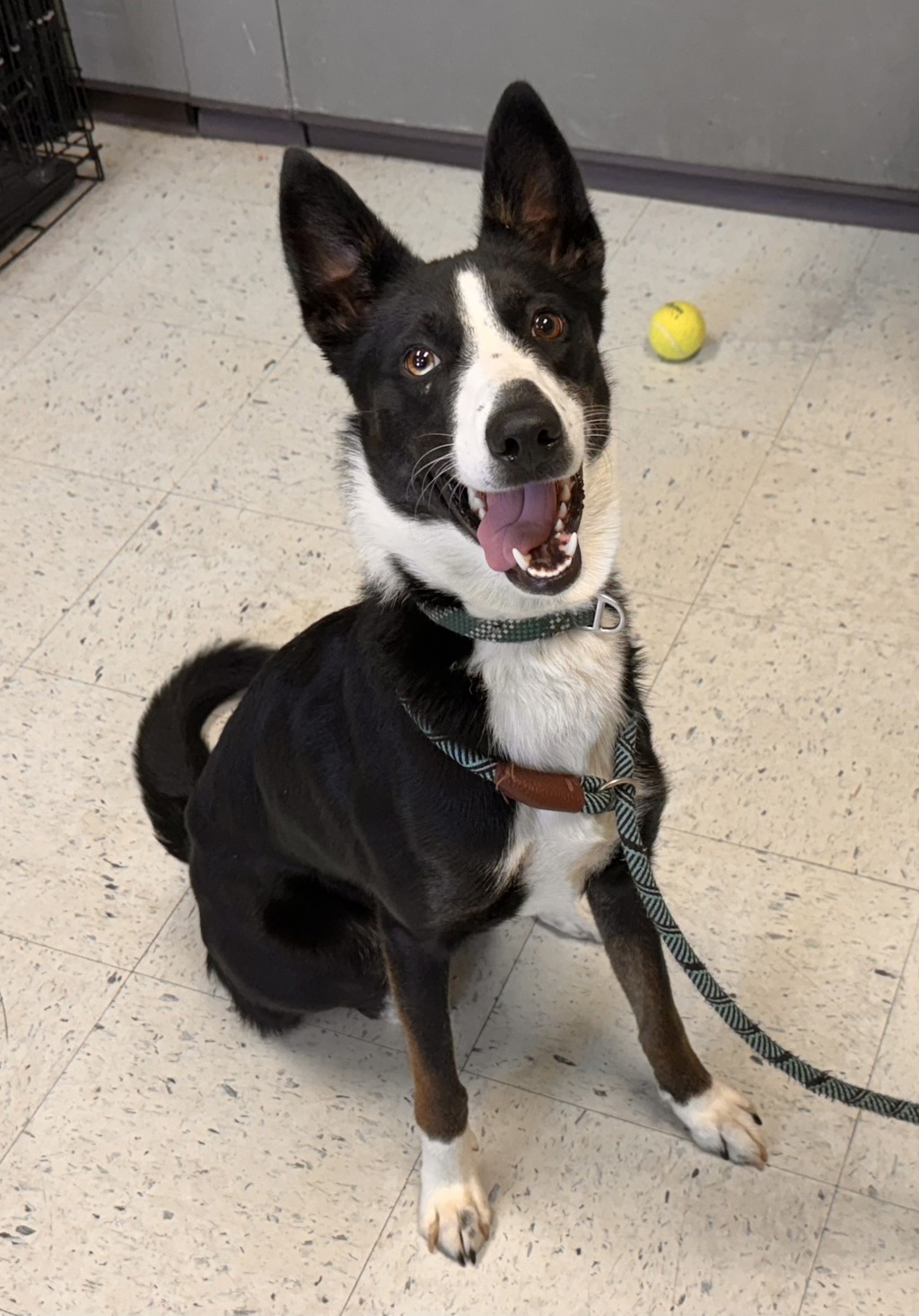 Shelter Stray Female Dog last seen Near S Cobbler Creek Road, MURRAY CITY, UT, 84117, 511 W 3900 S, Salt Lake City, UT 84123, USA