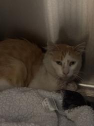 Shelter Stray Male Cat last seen Near Albina, OR, 1700 W Historic Columbia River Hwy, Troutdale, OR 97060, USA