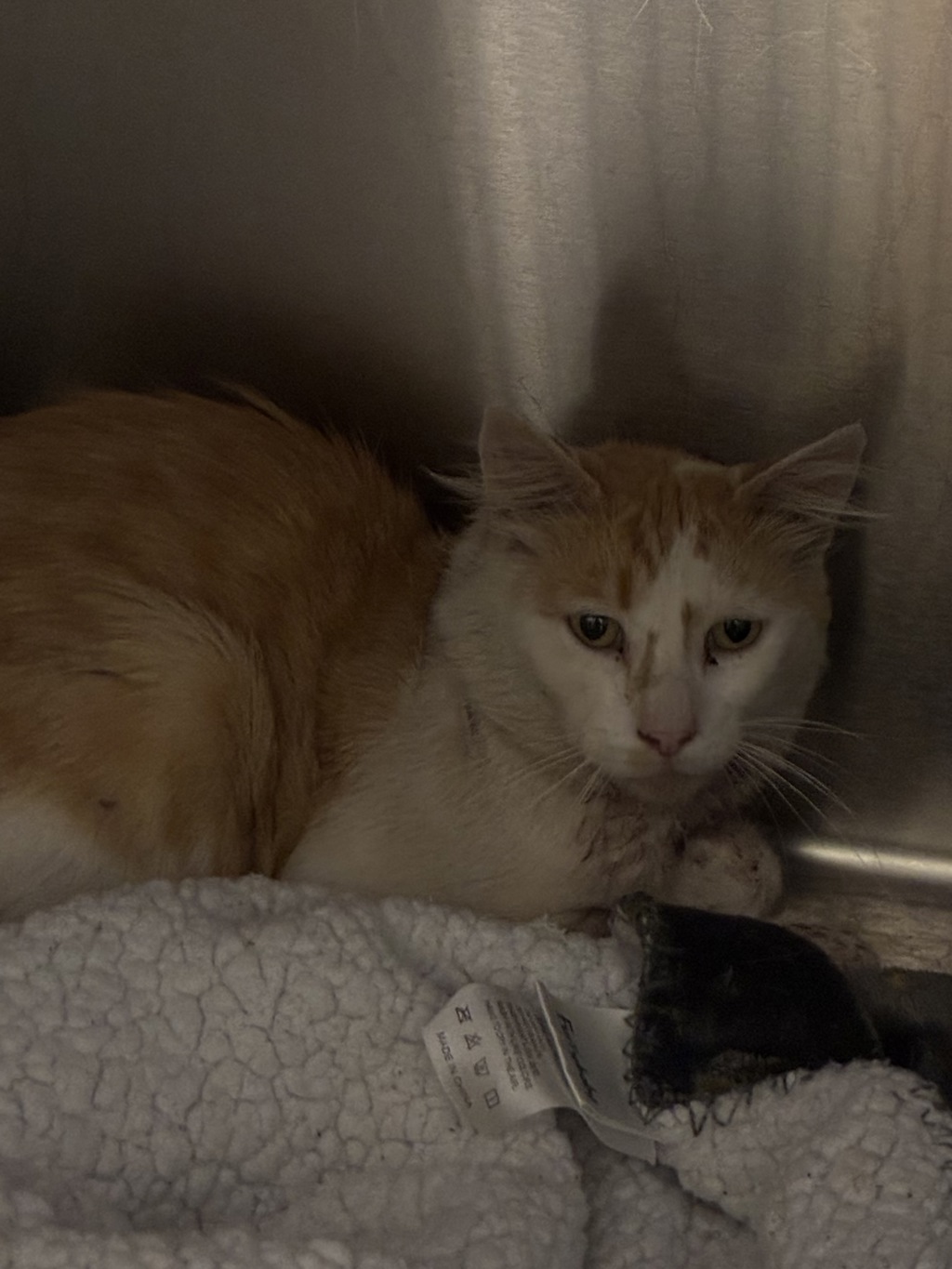 Shelter Stray Male Cat last seen Near Albina, OR, 1700 W Historic Columbia River Hwy, Troutdale, OR 97060, USA
