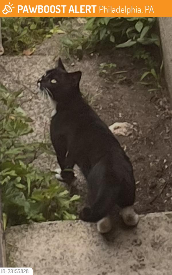 Found/Stray Male Cat last seen 56th and Broomall ave, Philadelphia, PA 19143