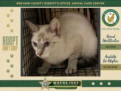 Shelter Stray Female Cat last seen Near S Washington Avenue, TITUSVILLE, FL, 32780, 5100 W Eau Gallie Blvd, Melbourne, FL 32934, USA