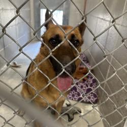 Shelter Stray Female Dog last seen Owner Surrender, PORTLAND, OR, 97203, 1700 W Historic Columbia River Hwy, Troutdale, OR 97060, USA