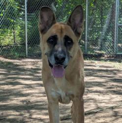 Shelter Stray Male Dog last seen SE 174th and Spring water trail, PORTLAND, OR, 97236, 1700 W Historic Columbia River Hwy, Troutdale, OR 97060, USA
