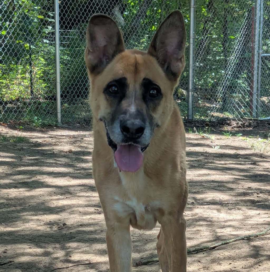 Shelter Stray Male Dog last seen SE 174th and Spring water trail, PORTLAND, OR, 97236, 1700 W Historic Columbia River Hwy, Troutdale, OR 97060, USA