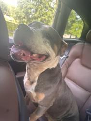 Found/Stray Female Dog last seen 120th St NE and Rock Creek Rd., Oklahoma City, OK 73131