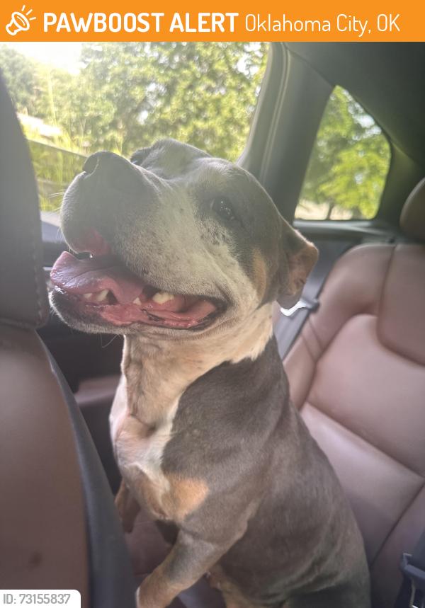 Found/Stray Female Dog last seen 120th St NE and Rock Creek Rd., Oklahoma City, OK 73131